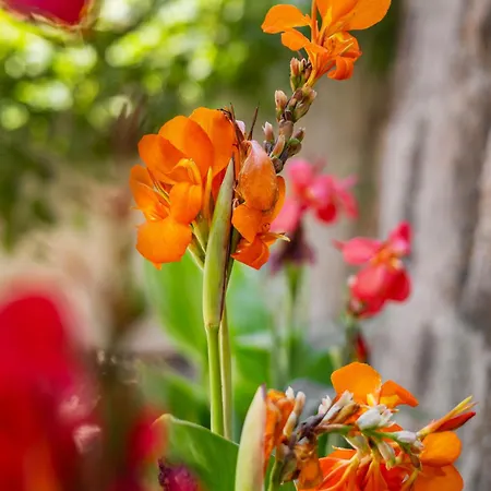 Nikolas Old Town Lejlighed *