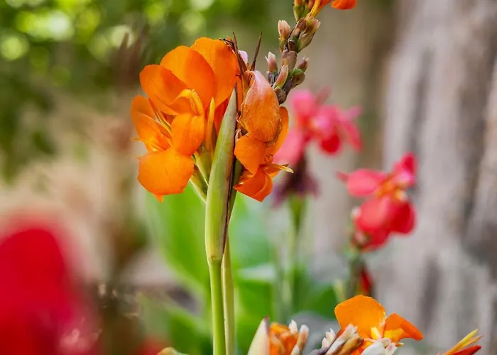 Nikolas Old Town アパート *